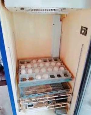 ตู้เย็นฟักไข่